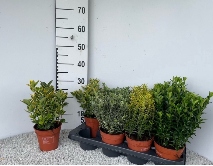 <h4>EUONYMUS JAP GEM</h4>