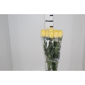 ANASTASIA SUNNY 080 CM AMARELO