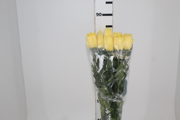 <h4>ANASTASIA SUNNY 080 CM AMARELO</h4>