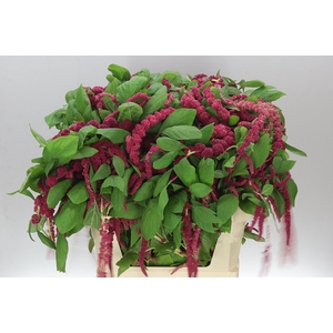 Amaranthus Ca Red Cord