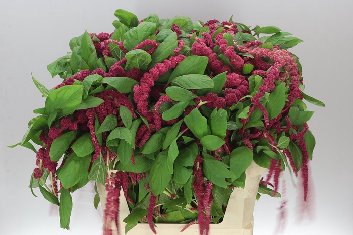 <h4>Amaranthus Ca Red Cord</h4>