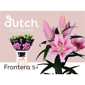 Li Ot Frontera Pink 5+