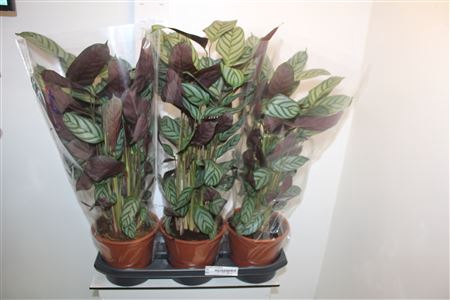 <h4>Ctenanthe Compactsta 19cm Pot</h4>