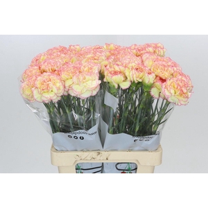 Dianthus St Poirot F.G.