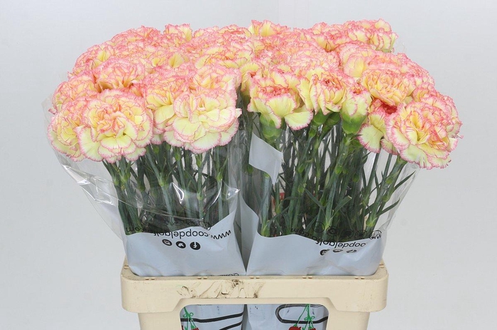 <h4>Dianthus St Poirot F.G.</h4>