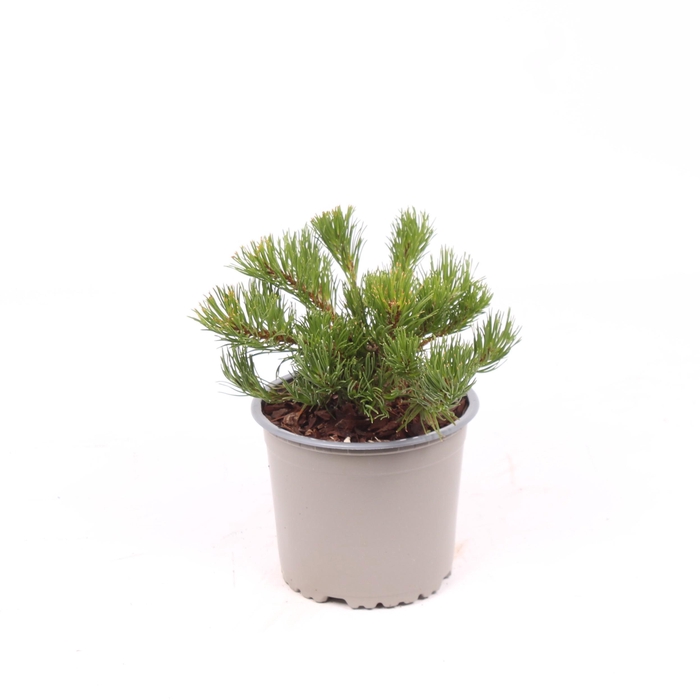 <h4>Pinus mugo mughus</h4>