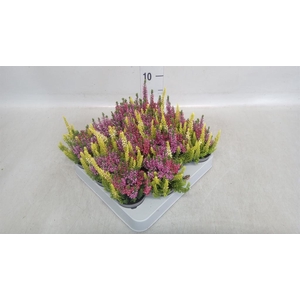 Calluna vulg. 'Beauty L' ..mix 3/p