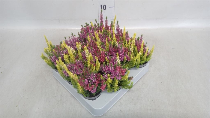 <h4>Calluna vulg. 'Beauty L' ..mix 3/p</h4>