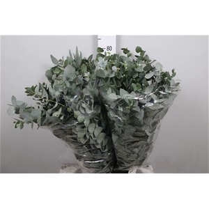Euc Cinerea Extra