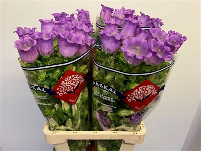 <h4>CAMP M CAM LILAC</h4>