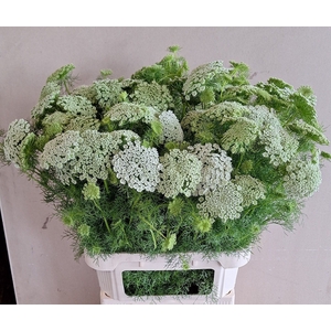 AMMI VIS CASABLANCA