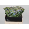 Oxypetalum Tweedia Blue