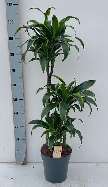 <h4>DRA COMP DORADO</h4>