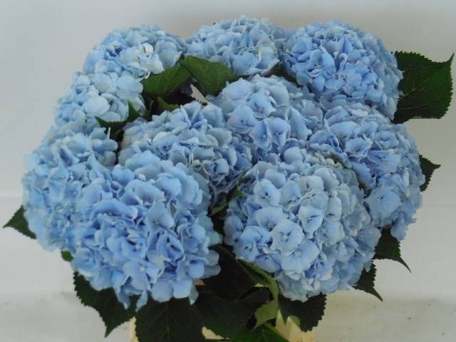 <h4>HYDR M CH VERENA BL</h4>