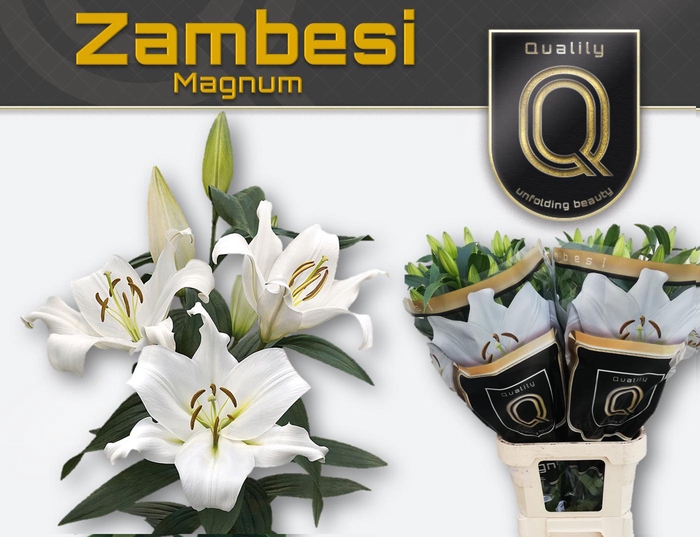 <h4>LI OT ZAMBESI MAGNUM 5+</h4>
