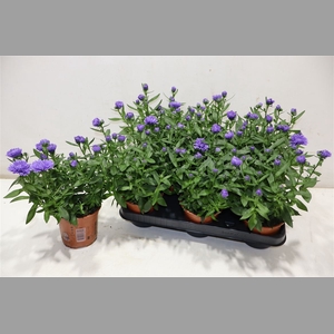 Aster Nb Ov