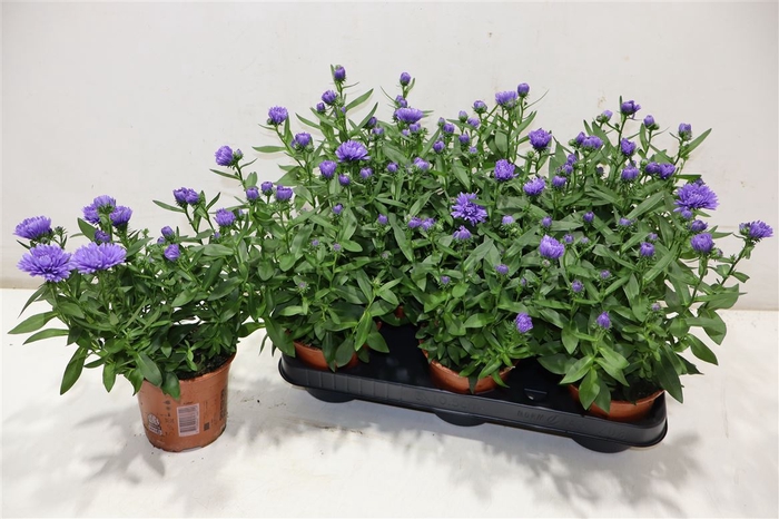 <h4>Aster Nb Ov</h4>
