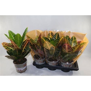 Codiaeum variegatum grootbladig 'Petra'