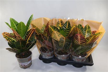 <h4>Codiaeum variegatum grootbladig 'Petra'</h4>