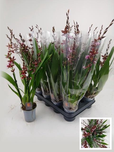 <h4>BUR BARROCCO RED</h4>