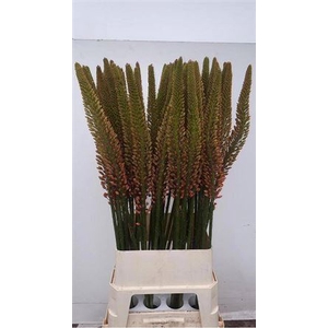 Eremurus Cleopatra