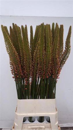 <h4>Eremurus Cleopatra</h4>
