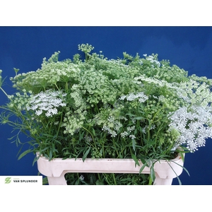 Ammi Majus Fine Splunder