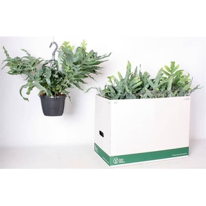 PHLEBO BLUE STAR P17