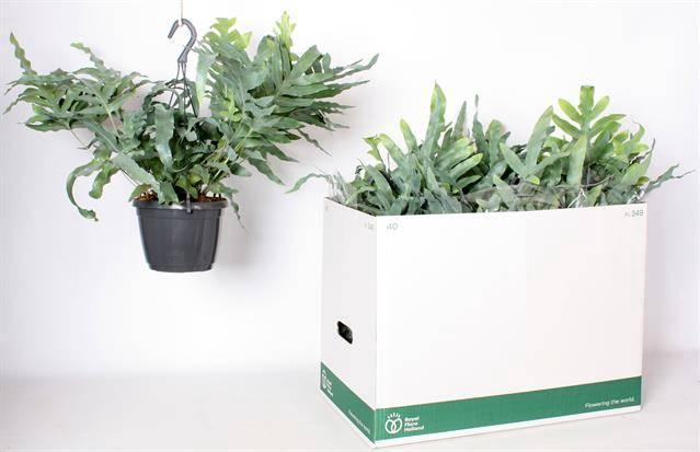 <h4>PHLEBO BLUE STAR P17</h4>