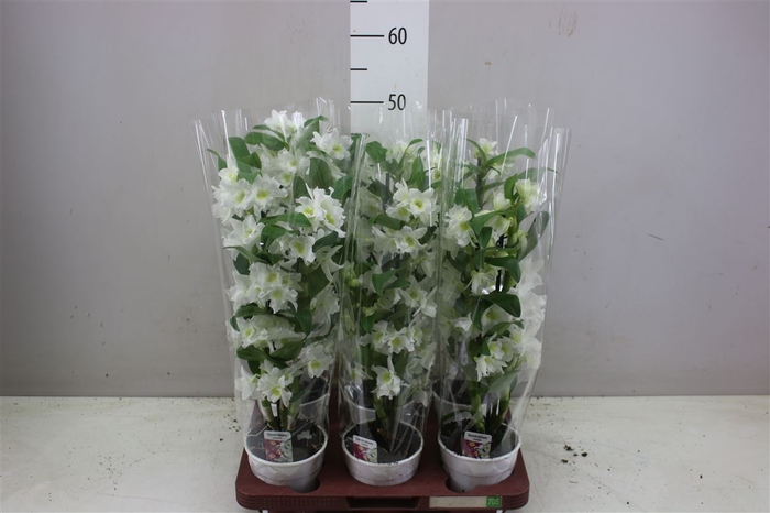 <h4>Dendrobium Nobilee Wit 2 Tak</h4>