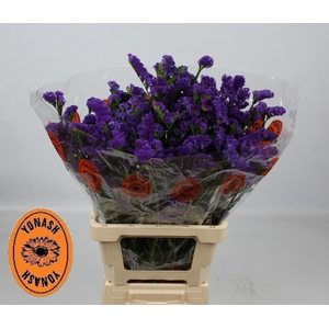 LIM S CRYST DARK BLU