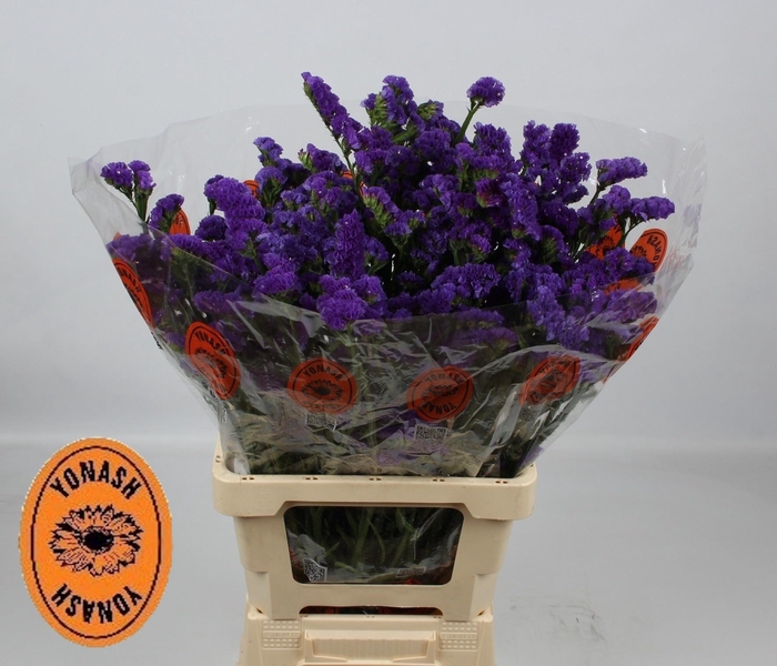 <h4>LIM S CRYST DARK BLU</h4>