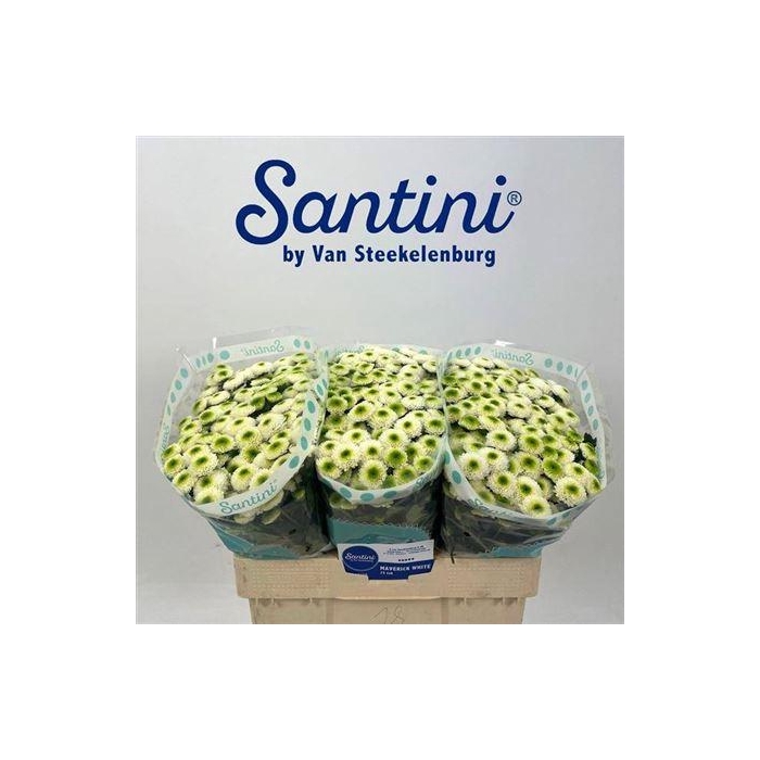 <h4>Chr S Maverick White</h4>