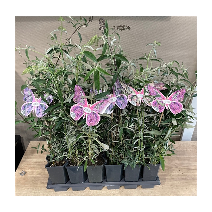 <h4>Mixtray Buddleja +butterfly label</h4>