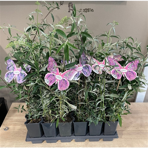 Mixtray Buddleja +butterfly label