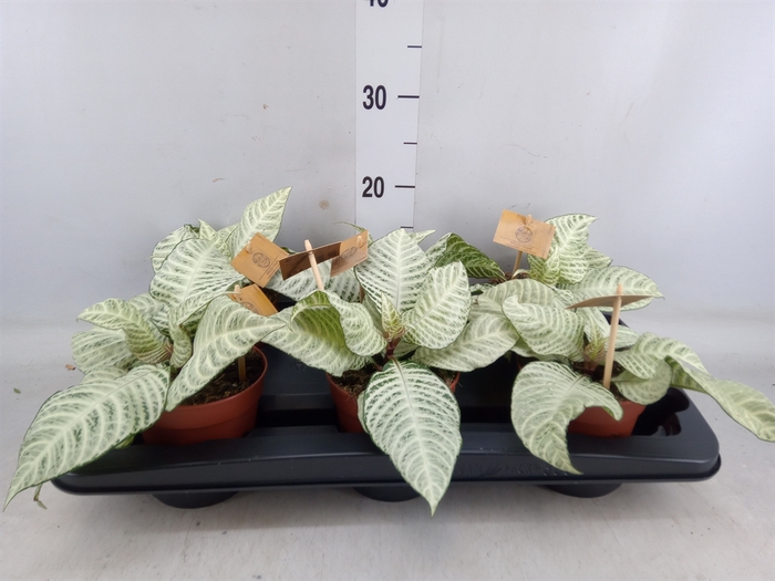 <h4>Aphelandra squar. 'White Wash'  NB</h4>