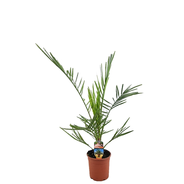 <h4>Phoenix canariensis</h4>