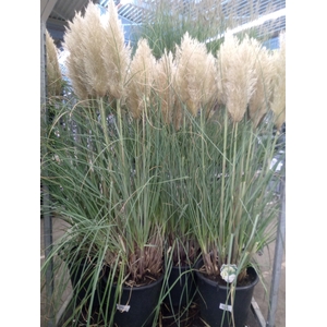 Cortaderia sell. 'Pumila'