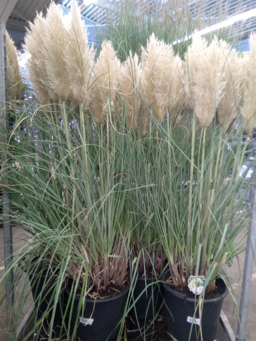 Cortaderia sell. 'Pumila'