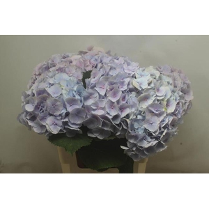 HYDR M CH VERENA BL