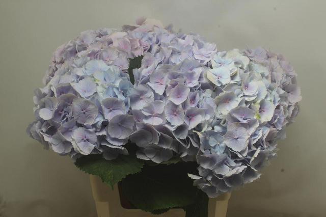 <h4>HYDR M CH VERENA BL</h4>