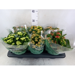 Kalanchoe blos. 'RosDon Collection'
