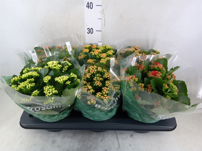 <h4>Kalanchoe blos. 'RosDon Collection'</h4>