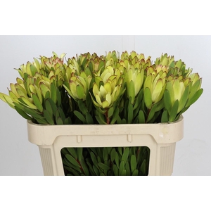 LEUCAD SAF GOLDSTRIK