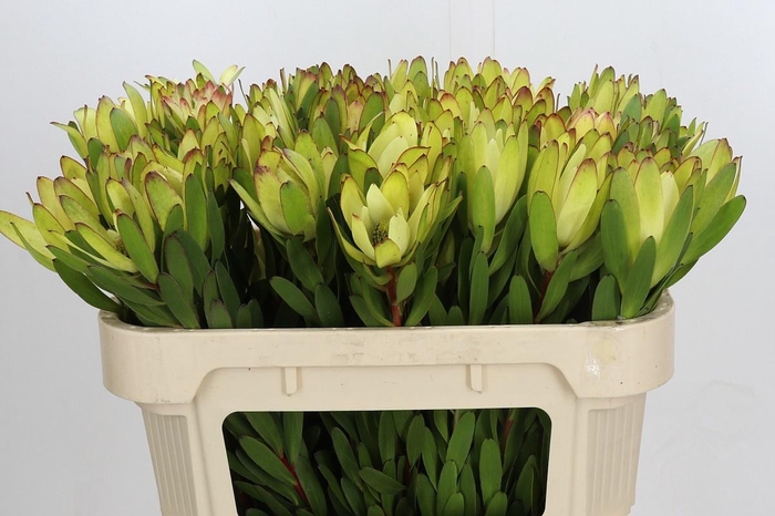 <h4>LEUCAD SAF GOLDSTRIK</h4>