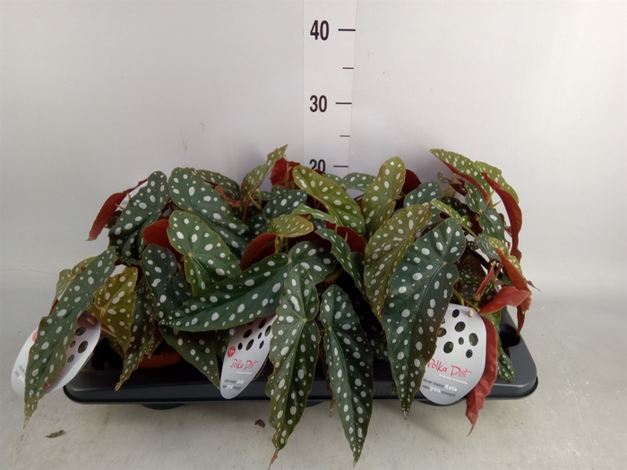 <h4>Begonia maculata</h4>