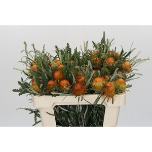 Banksia Dryandra