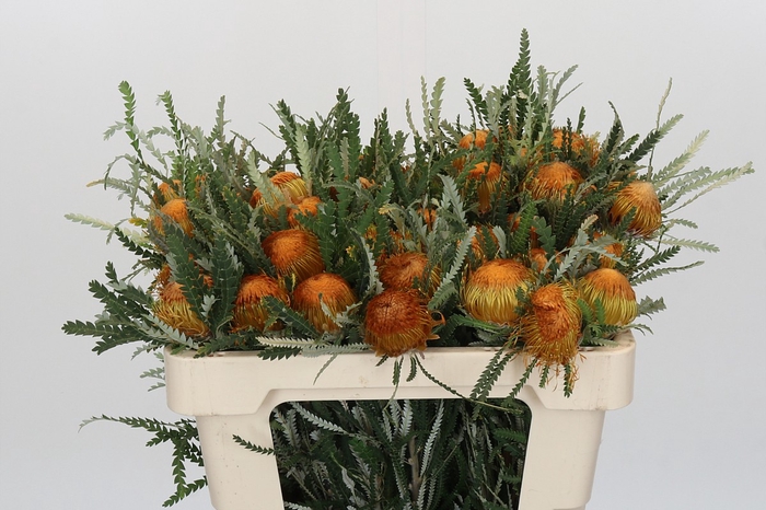 Banksia Dryandra
