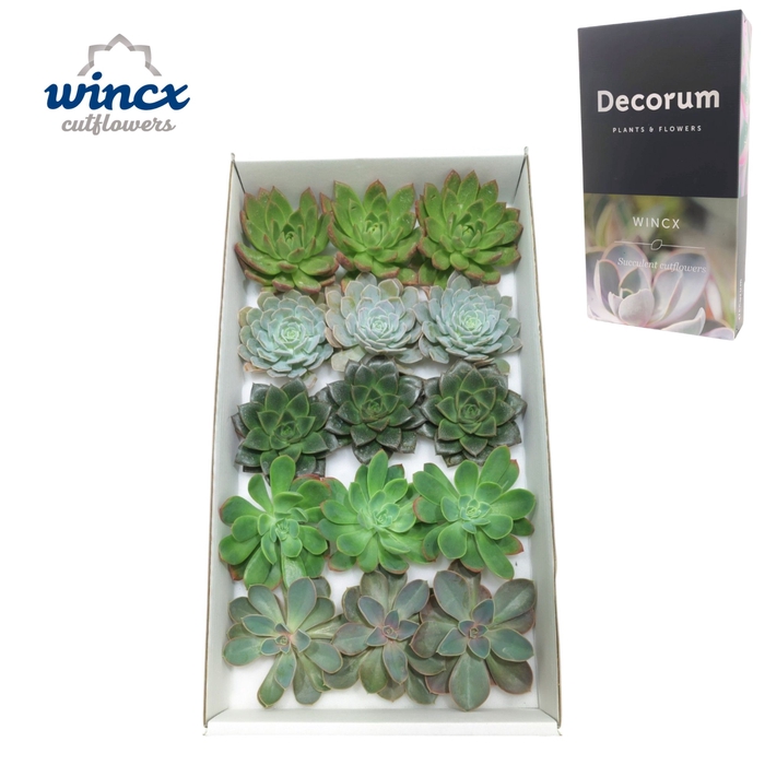 <h4>Echeveria Aqua Mix (wincx) Cutfl (5 Spcs) Wincx-10</h4>