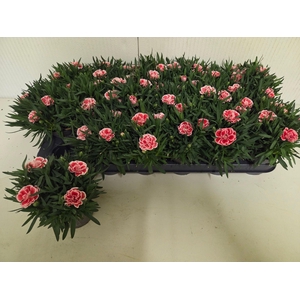 DIAN OSC ANTIQU PINK